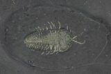 Pyritized Triarthrus Trilobite With Eggs - New York #93049-1